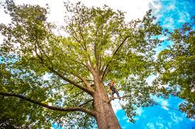 Best Tree Mulching  in Lake St Louis, MO