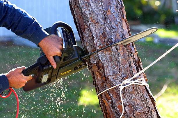 Best Palm Tree Trimming  in Lake St Louis, MO