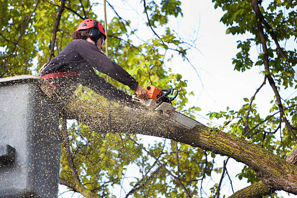 Best Tree Cabling and Bracing  in Lake St Louis, MO